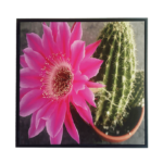 Quadro Botânico Cactus c/ Flor Rosa em Tecido Canvas para Sala Hall Área Externa, 53X53cm, Quadro Emoldurado na cor Preto