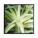 Quadro Botânico Planta Babosa em Tecido Canvas para Área Externas Sala Hall 53X53cm, Quadro Emoldurado na cor Preto