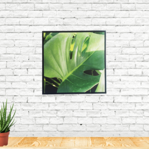 Quadro Botânico Costela De Adão em Tecido Canvas para Área Externas Sala Hall 53X53cm, Quadro Emoldurado na cor Preto