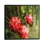 Quadro Botânico Fruta Pitaya em Tecido Canvas para Área Externas Sala Hall 53X53cm, Quadro Emoldurado na cor Preto
