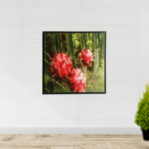 Quadro Botânico Fruta Pitaya em Tecido Canvas para Área Externas Sala Hall 53X53cm, Quadro Emoldurado na cor Preto
