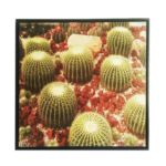 Quadro Cacto Grusoni do méxico em Tecido Canvas para Área Externas Sala Hall 53X53cm, Quadro Emoldurado na cor Preto